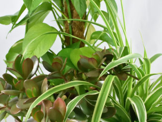 Ménage-à-trois aus den Zimmerpflanzen Efeutute (Epipremnum), Geldbaum (Crassula ovata) und Grünlilie (Chlorophythum).