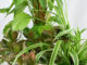 Ménage-à-trois aus den Zimmerpflanzen Efeutute (Epipremnum), Geldbaum (Crassula ovata) und Grünlilie (Chlorophythum).