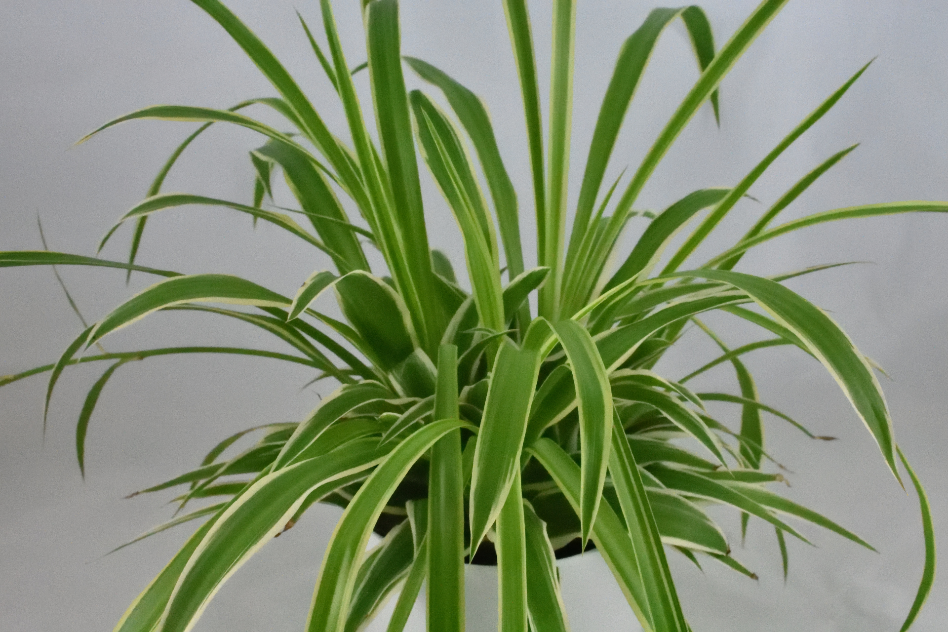 Eine Grünlilie (Chlorophytum) als Zimmerpflanze mit seitlich weiß gezeichneten Blättern.