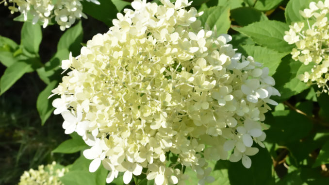 Die Knospen und jungen Blüten dieser Hortensie sind anfangs Grün und erstrahlen später in leuchtendem Weiß.
