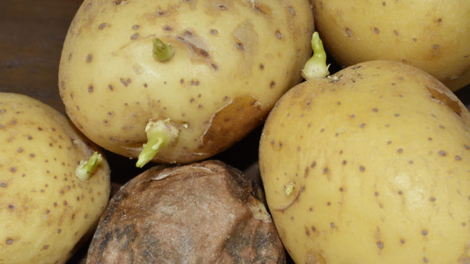 Solanin und Schimmelpilzgifte können den Appetit auf Kartoffeln ganz schön verderben!