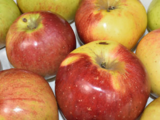 Auch wenn Äpfel aus dem eigenen Garten selten perfekt aussehen - gesund sind sie in jedem Fall!